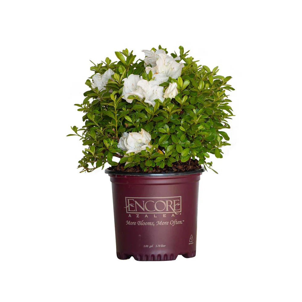 Best Selling Plants